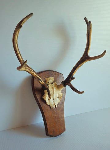 Trophée de chasse
