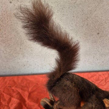 Zwarte eekhoorn Taxidermie wandmontage - Sciurus