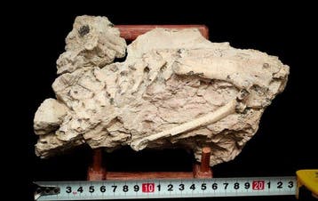 Gedeeltelijk skelet - Gefossiliseerd dier - Psittacosaurus -
