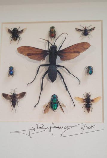 Insekt Taxidermie volledige montage - Tarantula Hawk, Nieuw