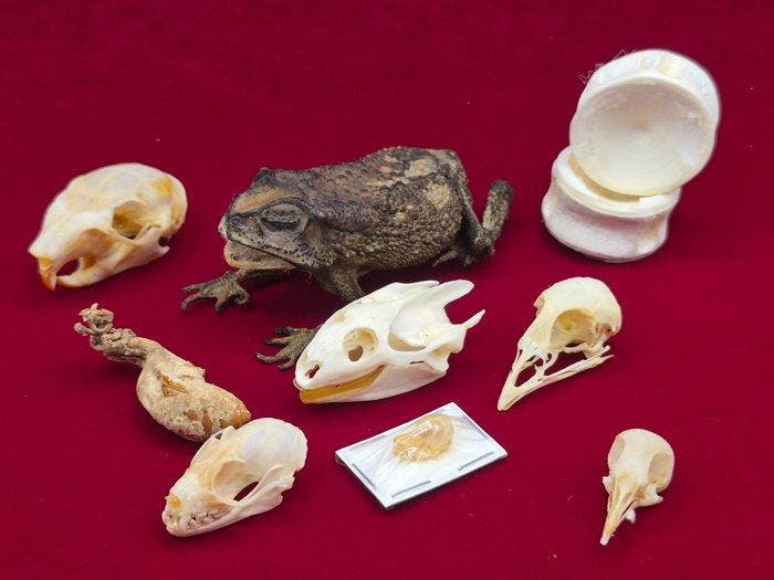 Lot van Anatomische Studie en Curiositeitenkabinet Set, Antiek en Kunst, Curiosa en Brocante