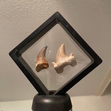 Mosasaurus - Fossiele tand - Authentieke fossielen in luxe, Verzamelen, Nieuw