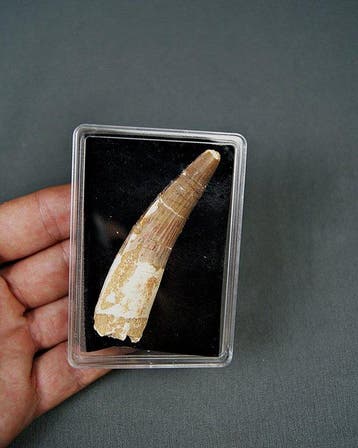 Spinosaurus - Fossiele tand - Spinosaurus aegyptiacus