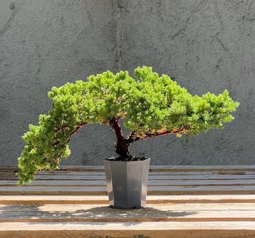 Bonsaï Genévrier (Juniperus) - Hauteur (arbre) : 14 cm -
