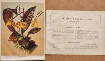 Alfred Cogniaux & Élie Marchal - Orchidea Oncidium Nodosum