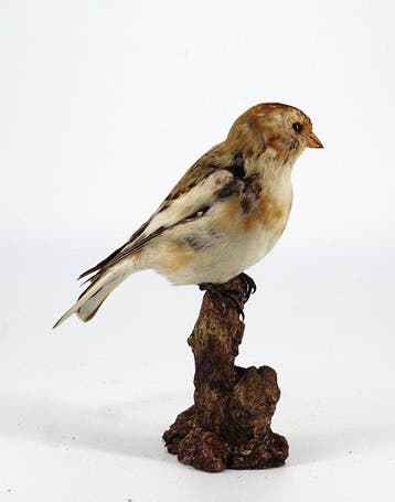 Zigolo delle nevi Taxidermie volledige montage -