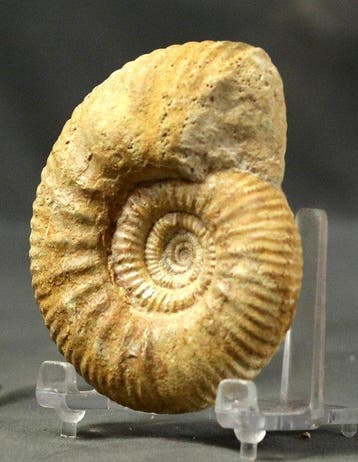 Ammonite bathonienne bien préparée - Animal fossilisé -
