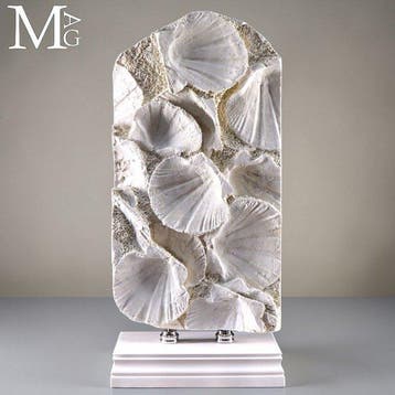 Prachtige fossiele Pecten-schelpenplaat - Behouden in een, Collections