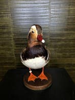 Canard Support de corps entier pour taxidermie - Aix, Collections