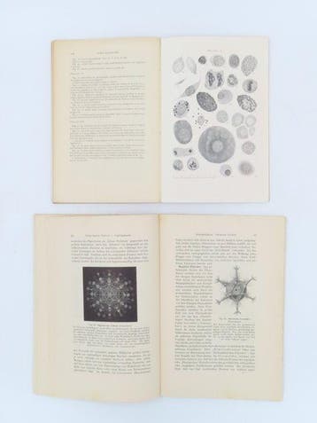 Elias Metschenikoff & Julius Meyer - Immunität bei, Antiquités & Art