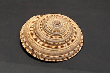 unieke GREAT zonnewijzerslak  Taxidermie wandmontage -