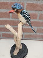 Zebra ijsvogels Taxidermie volledige montage - Lacedo, Verzamelen, Dierenverzamelingen, Nieuw