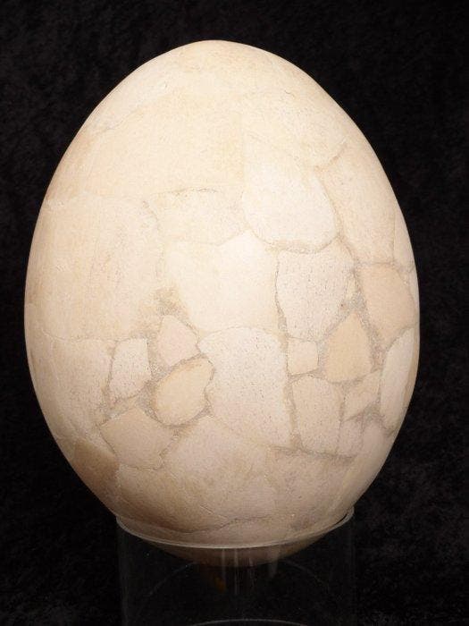 Olifantsvogel - Gefossiliseerd ei - Aepyornis maximus - 33, Collections, Minéraux & Fossiles