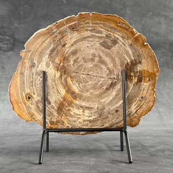 C-Wonderful, grande tranche de bois pétrifié sur un socle