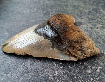 Megalodon - Fossiele tand - 13.5 cm - 10.8 cm