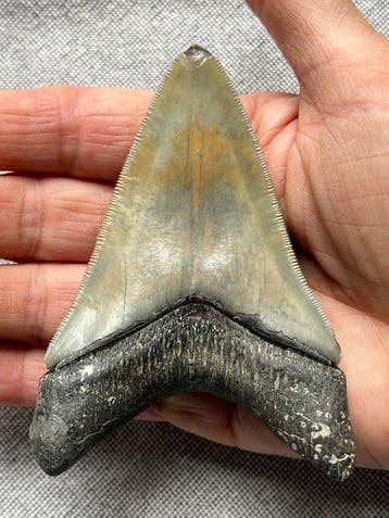 Megalodon-tand van 9,8 cm - Fossiele tand - Carcharocles, Verzamelen