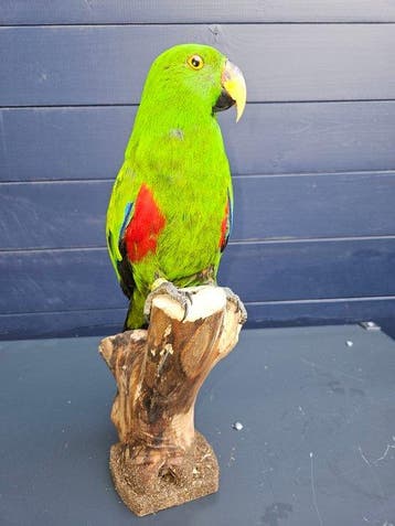 Super mooie nieuw opgezette edel papagaai ( Man ) Taxidermie, Verzamelen, Nieuw