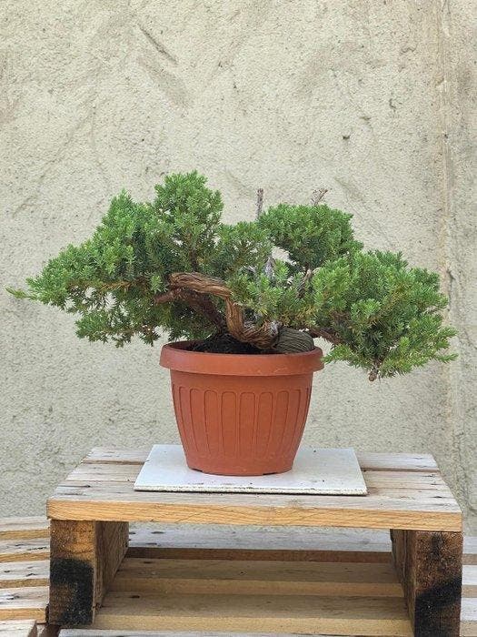 Jeneverbes bonsai (Juniperus) - Hoogte (boom): 18 cm -, Antiek en Kunst, Curiosa en Brocante