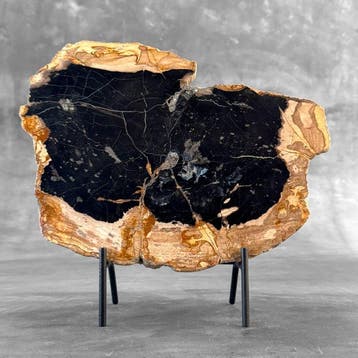 Prachtige schijf versteend hout op een op maat gemaakte