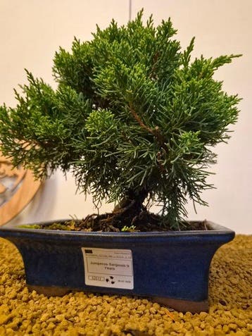 Jeneverbes bonsai (Juniperus) - Hoogte (boom): 26 cm -