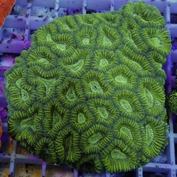 Goniostrea Groen L (7-8 cm), Dieren en Toebehoren, Vissen | Aquariumvissen