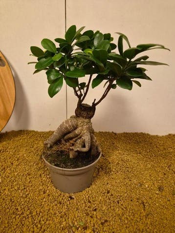 Vijgenboom bonsai (Ficus) - Hoogte (boom): 31 cm - Diepte