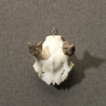 Edelhert Gewei Taxidermie Opgezette Dieren By Max, Ophalen of Verzenden, Nieuw, Wild dier, Opgezet dier