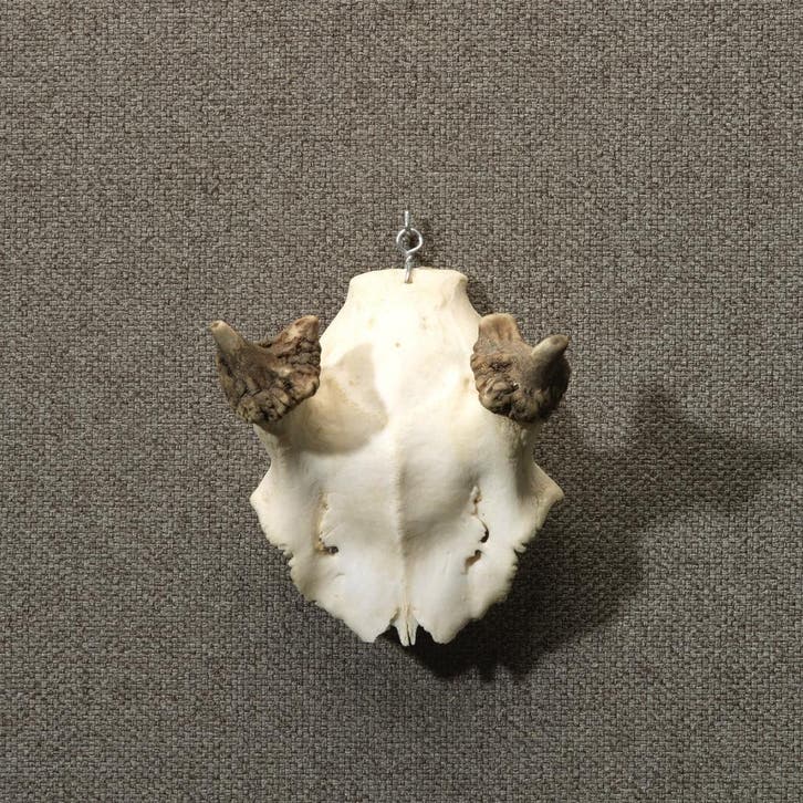 Edelhert Gewei Taxidermie Opgezette Dieren By Max, Collections, Collections Animaux, Enlèvement ou Envoi