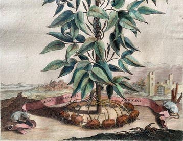 Abraham Munting (1626–1683) - Glans terrestris americana -
