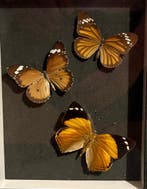 No reserve- Lijst met 3 Tropische Vlinders - 2 x Danaus