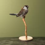 Cerasamadine Taxidermie Opgezette Dieren By Max, Ophalen of Verzenden, Nieuw, Vogel, Opgezet dier