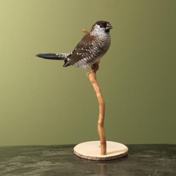 Cerasamadine Taxidermie Opgezette Dieren By Max, Ophalen of Verzenden, Opgezet dier