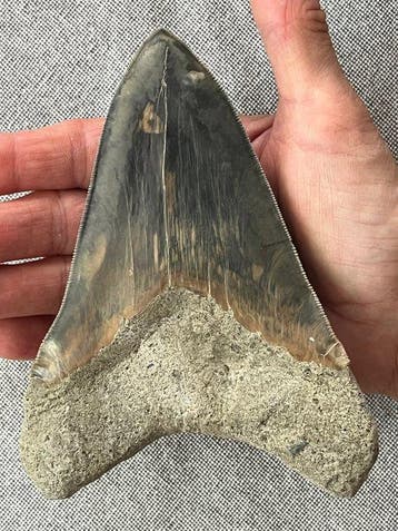 Grote Megalodon-tand 14,5 cm - Fossiele tand - Carcharocles