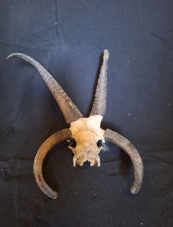 Jacobs schapen Taxidermie volledige montage - Jacob - 50 cm