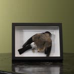 Goudvink in Lijst Taxidermie Opgezette Dieren By Max, Ophalen of Verzenden, Nieuw, Vogel, Opgezet dier