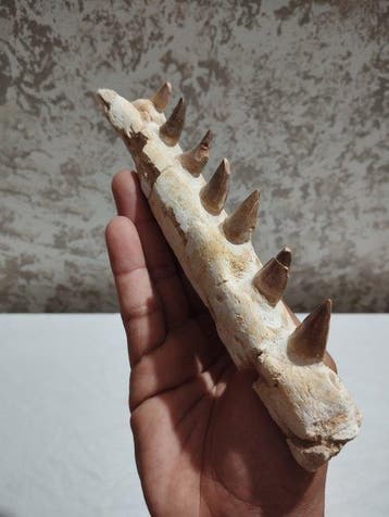 Reptile marin - Mâchoire fossilisée - Mosasaurus sp. - 22.5