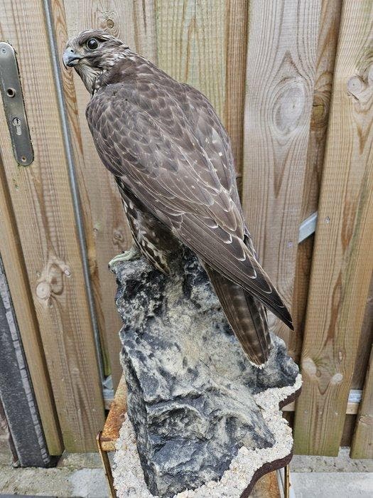 faucon gerfaut Support de corps entier pour taxidermie -, Verzamelen, Dierenverzamelingen