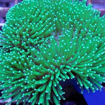 Sarcophyton (Weeping willow) L (Ong. 15 cm), Dieren en Toebehoren, Vissen | Aquariumvissen