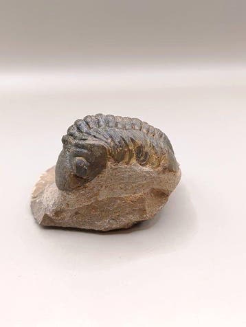 Fossile de trilobite Reedops – 9 cm - Matrice fossile (Sans, Collections, Minéraux & Fossiles