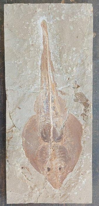 Vis - Fossiele plaatmatrix - Rhinobatos - 44 cm