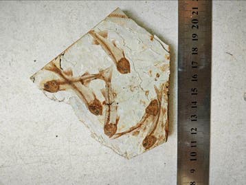 Wolf Fin Fish - Squelette fossile - Lycoptera davidi (Sans
