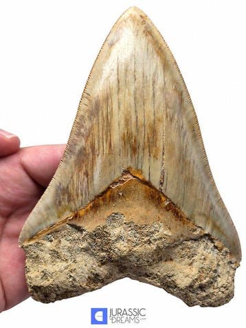 Edelsteenkwaliteits, grote Megalodon-tand van 13,4 cm uit, Verzamelen