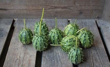 Cucumis Zambianus sierkomkommertjes zaden, Nieuw