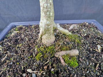 Esdoorn - Hoogte (boom): 47 cm - Diepte (boom): 45 cm -