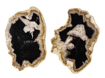 Tranches de bois pétrifié - Bois fossilisé - Dipterocarpus, Collections