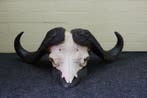 Buffle du Cap géant Crâne de mammifère - Syncerus caffer -, Nieuw
