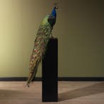Blauwe Pauw Taxidermie Opgezette Dieren By Max, Verzamelen, Ophalen of Verzenden, Nieuw, Vogel, Opgezet dier