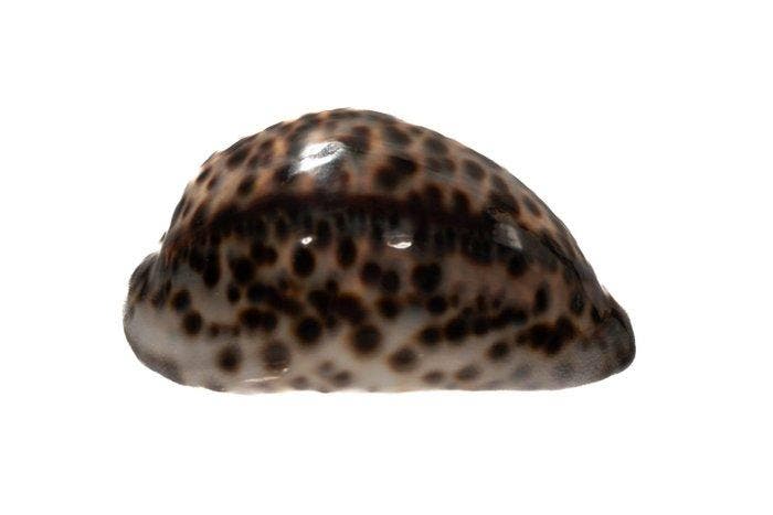 Cypraea tigris 105mm GEM - GROTER DAN 100mm Zware Exemplaar, Collections, Collections Animaux