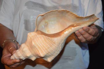 Zeeslak Zeeschelp - S-354 TRIPLOFUSUS GIGANTEUS (Zonder, Nieuw