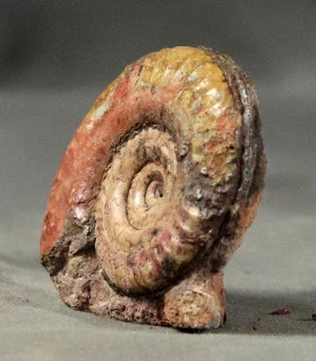 Ammonite fine, bien conservée - - Animal fossilisé -